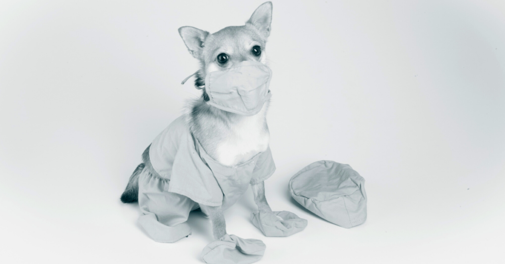 a chihuahua dressed in scrubs ready to start a healthcare travel assignment with Blu Medstaff